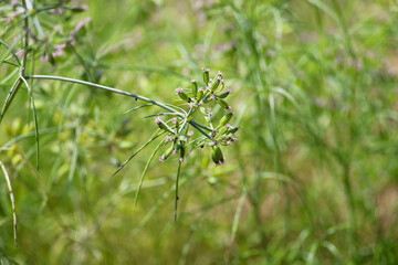 Most popular cumin seeds plant in indian farm or garden,unripped cumin crop dry plants,The most widely used spice is cumin or plant,Carum or Caraway and carvi