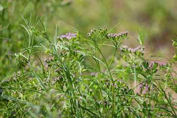 Most popular cumin seeds plant in indian farm or garden,unripped cumin crop dry plants,The most widely used spice is cumin or plant,Carum or Caraway and carvi