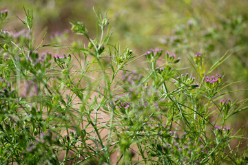 Most popular cumin seeds plant in indian farm or garden,unripped cumin crop dry plants,The most widely used spice is cumin or plant,Carum or Caraway and carvi