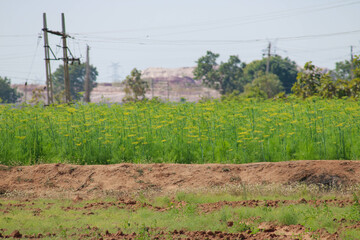 Cumin cultivation and plants,unripped cumin Seeds and Jeera or zira plants,cumin plant or zeera plants,carum