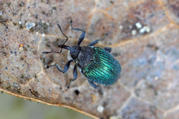 Blue stem weevil (Ceutorhynchus sulcicollis) of beetle from family Curculionidae. This is pest of oilseed plants, witer rape (canola).