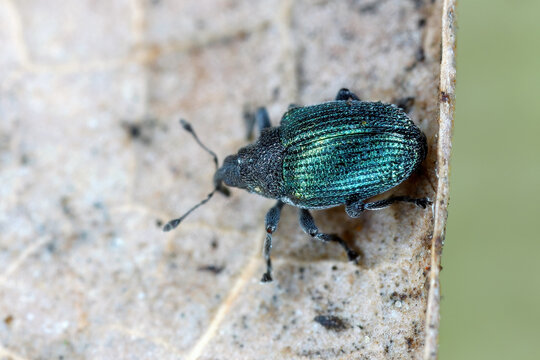 Blue stem weevil (Ceutorhynchus sulcicollis) of beetle from family Curculionidae. This is pest of oilseed plants, witer rape (canola).