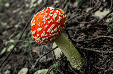 amanita muscaria fly agaric