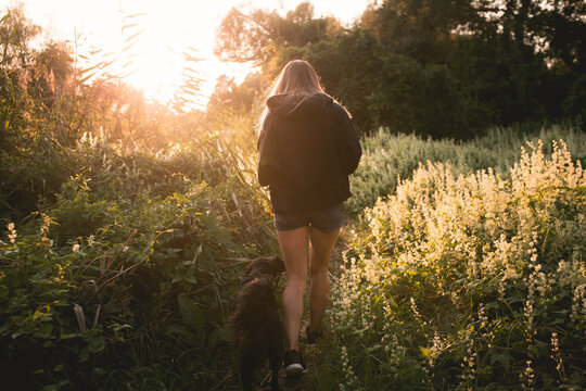 a black labrador retriever type mixed breed dog walking with a young woman among dense flowers at sunset