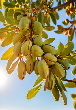 Ripe and Ready Sunlit Pistachios on Tree Branches in the Midday Glow