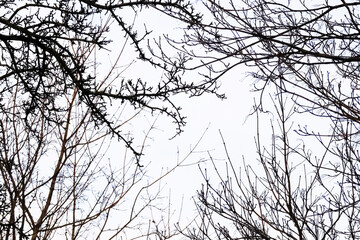 Leafless black branches silhouettes framing the white winter sky from all sides