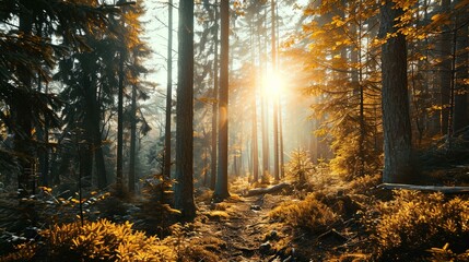 The scene is set within a forest during what appears to be the golden hour, as the low sun shines through the tree canopy, casting a warm glow. The forest is densely packed with tall pine trees, whose