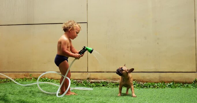 Young child stands, exploring handheld sprinkler. Nearby, his French Bulldog puppy watches, eager to join in water play. As little boy turns on sprinkler, water showers down, amusing both him and pup