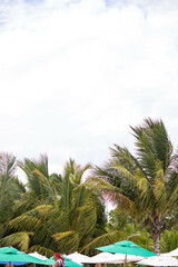 Fototapeta na wymiar The beauty of the coconut trees in northeastern Brazil, Alagoas and Pernambuco, the contrast of the view with the clouds and the blue sky, the beauty in every detail