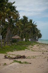 The beauty of the coconut trees in northeastern Brazil, Alagoas and Pernambuco, the contrast of the view with the clouds and the blue sky, the beauty in every detail