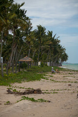 The beauty of the coconut trees in northeastern Brazil, Alagoas and Pernambuco, the contrast of the view with the clouds and the blue sky, the beauty in every detail