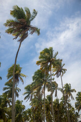 The beauty of the coconut trees in northeastern Brazil, Alagoas and Pernambuco, the contrast of the view with the clouds and the blue sky, the beauty in every detail