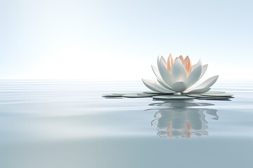 white lotus flower floating on water