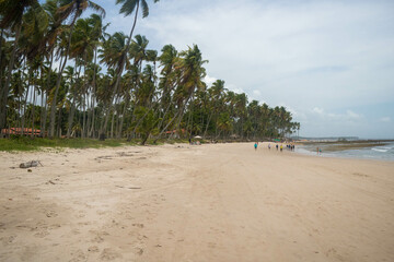 The beauty of the coconut trees in northeastern Brazil, Alagoas and Pernambuco, the contrast of the view with the clouds and the blue sky, the beauty in every detail