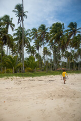 Coconut trees in northeastern Brazil in the states of Alagoas and Pernambuco, showing the sands and coral reefs, something unique in this region of Brazil