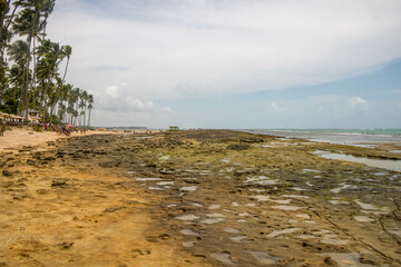 Coconut trees in northeastern Brazil in the states of Alagoas and Pernambuco, showing the sands and coral reefs, something unique in this region of Brazil