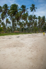 Coconut trees in northeastern Brazil in the states of Alagoas and Pernambuco, showing the sands and coral reefs, something unique in this region of Brazil