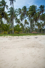 Coconut trees in northeastern Brazil in the states of Alagoas and Pernambuco, showing the sands and coral reefs, something unique in this region of Brazil