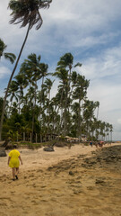 The beauty of the coconut trees in northeastern Brazil, Alagoas and Pernambuco, the contrast of the view with the clouds and the blue sky, the beauty in every detail