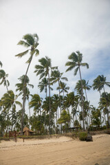 The beauty of the coconut trees in northeastern Brazil, Alagoas and Pernambuco, the contrast of the view with the clouds and the blue sky, the beauty in every detail