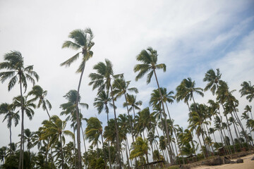 The beauty of the coconut trees in northeastern Brazil, Alagoas and Pernambuco, the contrast of the view with the clouds and the blue sky, the beauty in every detail