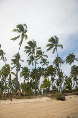 The beauty of the coconut trees in northeastern Brazil, Alagoas and Pernambuco, the contrast of the view with the clouds and the blue sky, the beauty in every detail