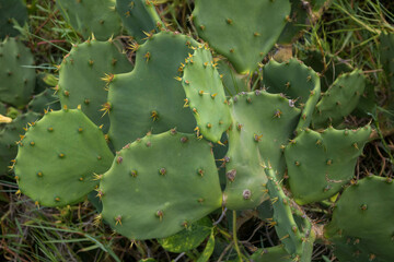 where plants such as cacti (mandacaru, xique-xique and facheiro), bromeliads and legumes (catingueiras, juremas and anjicos)³ stand out. Trees that store water, such as the barriguda and umbuzeiro, ar