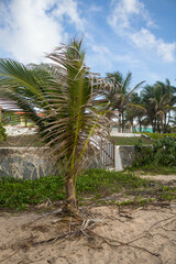 The beauty of the coconut trees in northeastern Brazil, Alagoas and Pernambuco, the contrast of the view with the clouds and the blue sky, the beauty in every detail