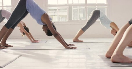 Woman, diversity and stretching in yoga class for pilates, spiritual wellness or cobra pose in fitness, zen or training. Group of young female people or yogi team in warm up or balance at indoor gym