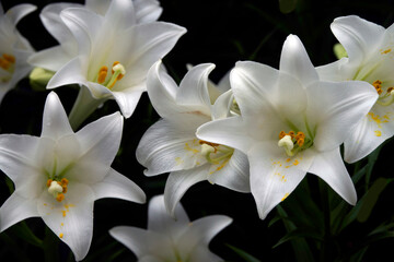  Easter lily_04