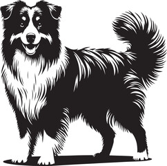 Australian Shepherd Dog Portrait Vector
