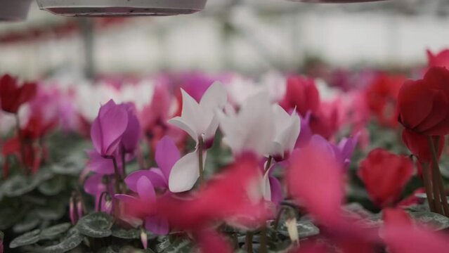 A large greenhouse with cyclamen flowers