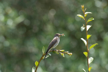Pigliamosche (Muscicapa striata)