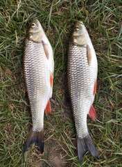 a beautiful catch of fish laid out by a fisherman on the grass