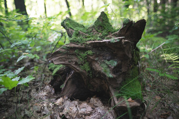 a stump from a tree cut down by loggers in the forest is covered with moss