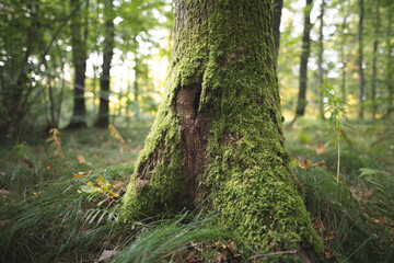 The trees in the forest are covered with green moss