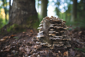 inedible mushrooms grow from a tree stump in the forest