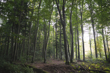 many green trees in dense forest in summer