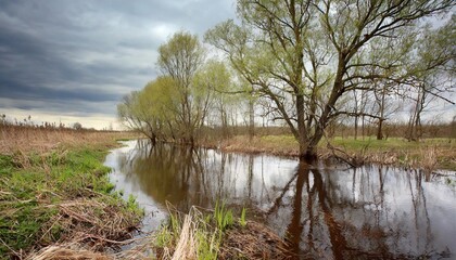 spring cloudy day a landscape of the wild nature with a ditch high water on coast trees and bushes the nature comes to life the willow blossoms