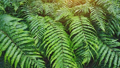 green fern leaf texture nature background tropical leaf