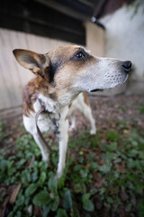 A lonely and sad guard dog on a chain near a dog house outdoors