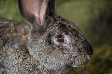 Naklejka na ściany i meble a beautiful grey domestic rabbit is grazing and walking in the enclosure outdoors