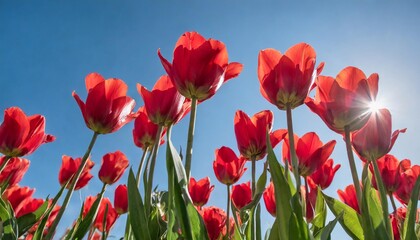 beautiful red tulips against a blue cloudless sky on a bright sunny day low angle view