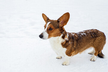 Dog. Welsh corgi Pembroke. A cute purebred dog in the snow. Dog walking