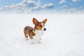 Dog. Welsh corgi Pembroke. A cute purebred dog in the snow. Pet