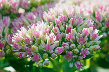 Sedum. A pink flower. A genus of succulents, the Tolstyanaceae family. A greeting card. Gardening