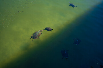 Fototapeta premium Turtles and fish swimming in green water
