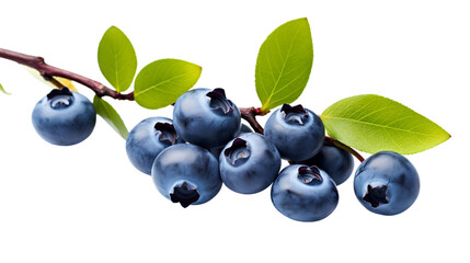 Branch of delicious ripe blueberries isolated on white transparent png