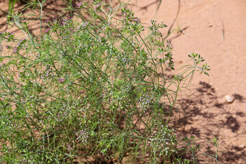 Cumin cultivation and plants,unripped cumin Seeds and Jeera or zira plants,cumin plant or zeera plants,carum