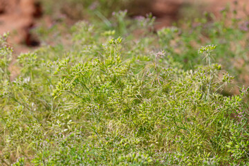 Cumin cultivation and plants,unripped cumin Seeds and Jeera or zira plants,cumin plant or zeera plants,carum